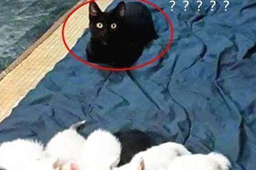 The cow cat gave birth to 5 cubs, and the male cat was standing aside, but his face was full of question marks: What does this mean?