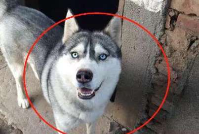 A netizen gave his husky to his girlfriend before going on a business trip. When he came back, he found out that he was going to be a father. The netizen was not angry but happy.