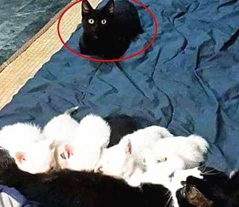 The cow cat gave birth to 5 cubs, and the male cat standing aside was full of question marks: What does this mean?