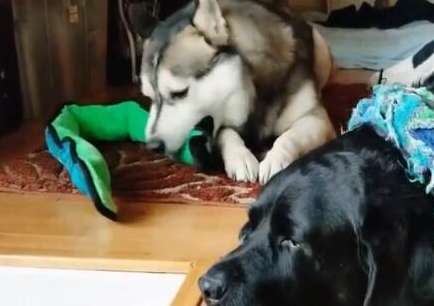 The Labrador looked at the stupid husky and expressed with despair that he could not survive this day.