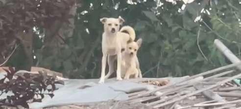 The owner moved out and the house collapsed, and the dog mother lived with her children on the ruins and waited
