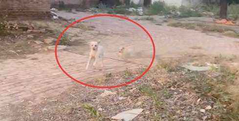 The owner moved away and the house collapsed, and the mother dog lived with her children on the ruins and waited
