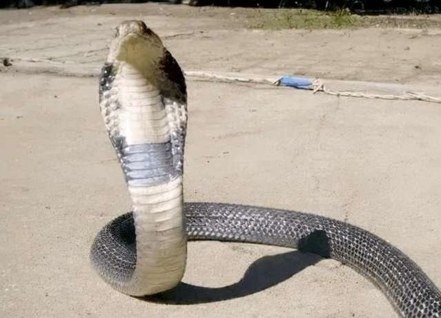 Poisonous snakes are caught and brought home to make soup. Even after the snake's head is cut off, it still spits out venom!