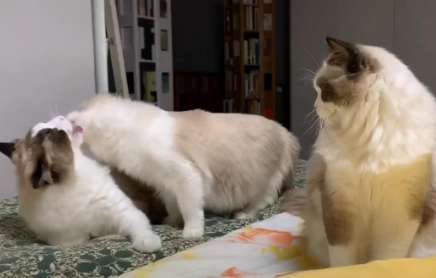 The ragdoll cat couldn't stand the intimacy between the two cats, so it turned its head to its owner proudly, and its eyes were too real
