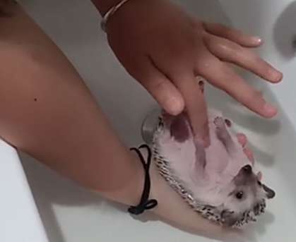 A woman bathed a hedgehog for the first time. When she turned over and took a look, she was confused and wanted to poke it.