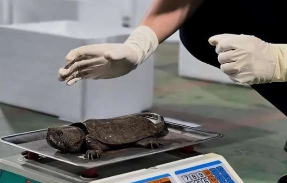 Guangxi police seized 68 eagle-billed turtles. Why can anyone keep them?
