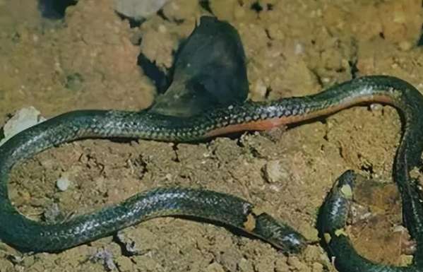 Two snakes were discovered in a row in a persimmon forest in Zhejiang. What is the sign?
