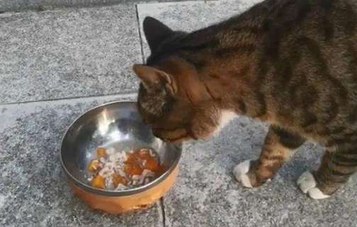 A woman kept feeding a stray cat, and the cat rewarded her with a small dried fish.