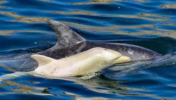 Rare white dolphin found in Africa, first time ever!