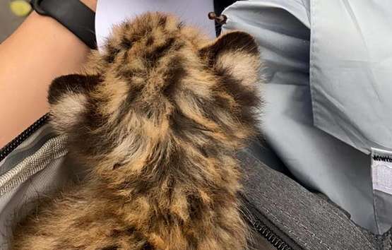 A drowned cat was found on the ground after a heavy rain in Shenzhen. When a man rescued it, he discovered that it was actually a national second-level protected animal.