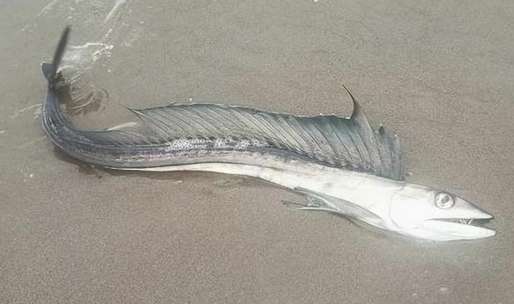 Strange fish from thousands of meters below washed up on the beach, androgynous, cannibalistic