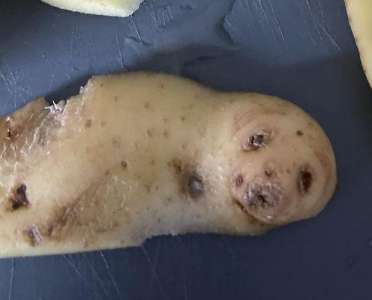 Potatoes turn into sperm, woman discovers potatoes that look like seals