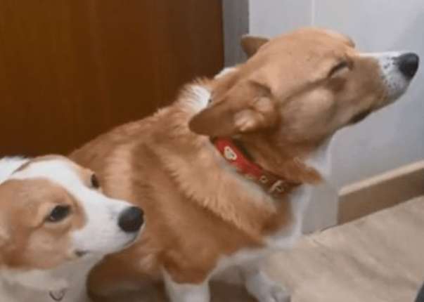 Corgi and his son were trembling all over after making a mistake. The owner was speechless and hadn't taken action yet?