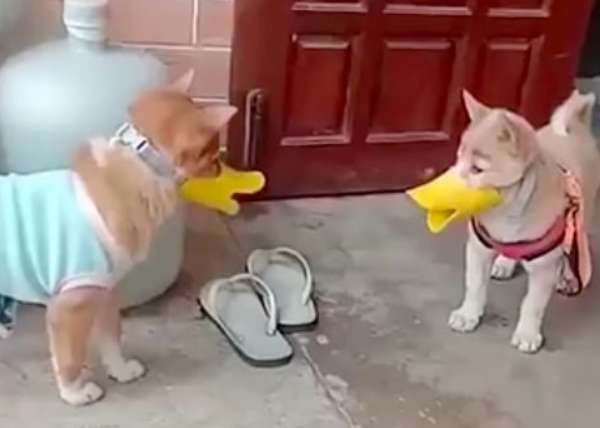 The two dogs often fought, and their owner put duck muzzles on them. They looked at each other when they saw each other again.