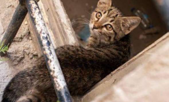 Stray cats came to the door asking for adoption, but domestic cats were not allowed in. They were rejected twice. It was extremely aggrieved. The ending was unexpected.