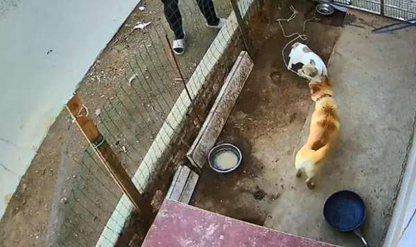 After hearing the dog barking, the man came to the cage and found that there was an extra dog. He felt mixed after watching the surveillance camera.