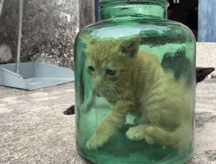 The owner took out the jar, the two kittens got in, and the liquid cat stone hammered away
