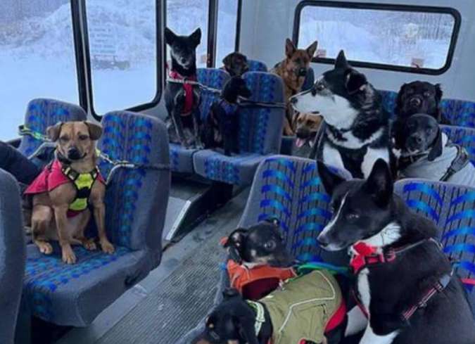 It turns out that dogs also have their own school buses, one for each dog, and the picture is so cute!