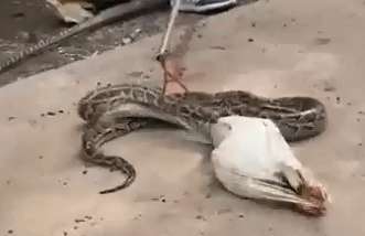 A zoo in Zhengzhou fed live rabbits to pythons, which caused discomfort!