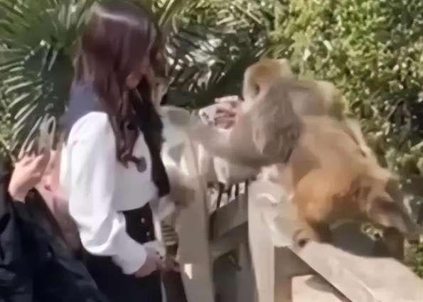 A woman was slapped after feeding a monkey at a scenic spot, and the monkey was acting lawless