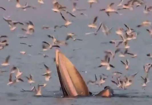The whale opens its huge mouth to swallow the fish, attracting seagulls all over the sky to grab the food