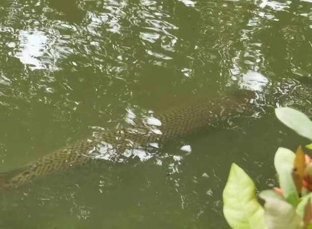 An alligator gar was found in the central lake of a university in Guangzhou. The water has been urgently fished out and will be made into specimens.