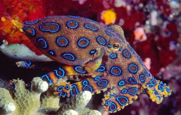 Woman bitten multiple times by blue-ringed octopus but not seriously injured, medical staff confused
