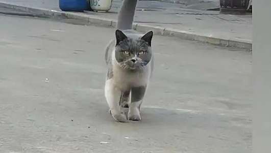The woman encountered a blue and white cat and petted it a few times. There is a 