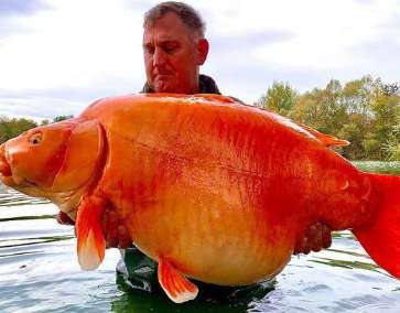 British angler catches giant carp weighing 30kg