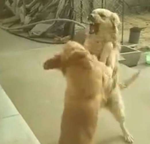 Two golden retrievers were fighting at home. When the husky saw it, his reaction was very heartwarming
