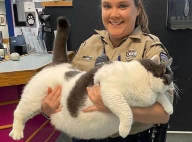 The largest cat ever, weighing almost 20kg, has a special diet and exercise plan