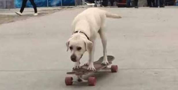 On the way home, a man saw a Labrador skateboarding, and he sighed: He can skate better than me