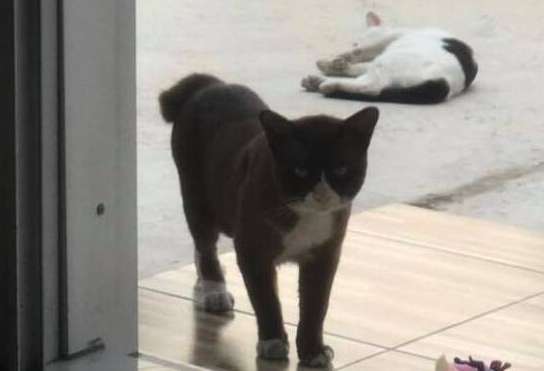 Stray cats knock on the door every day, begging for food as a matter of course, leaving the house owner confused.