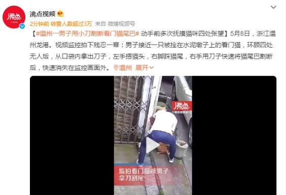 Man cuts off guard cat's tail with knife. Netizen, is this something human beings do?