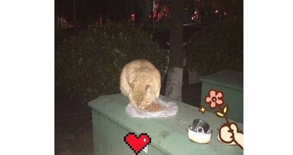 Netizens feed stray cats kindly, but they get scolded by the aunts in the community every day Scolding, and even taking action