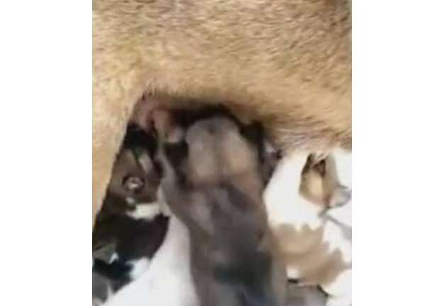 The piglet mixed in with the dogs to grab the milk, and one person took two milks. Netizens were miserable when they were discovered!