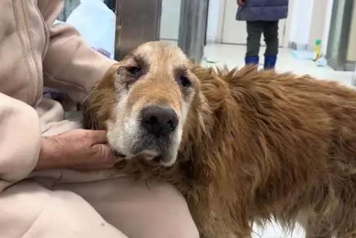 The old golden retriever could only cry silently after being abandoned. Sister, I will take care of you in your old age.