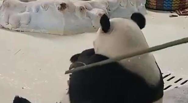 Panda breeders are being bullied online. Media fans are advised to stay away from the national treasure.