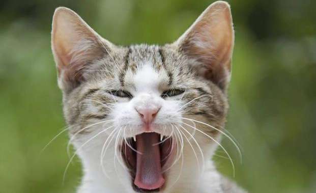 Do you know why cats keep opening their mouths?