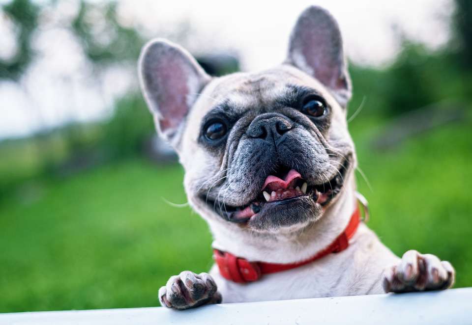 Are French Bulldogs Difficult to Raise? Scientific feeding method for everyone!