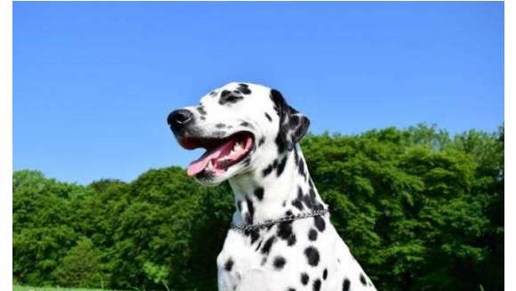 What should Dalmatian dogs usually eat?