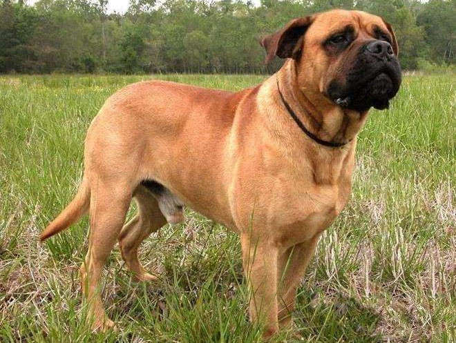 Want a mighty and domineering guard dog? A Pit Bull Mastiff Might Be Right For You