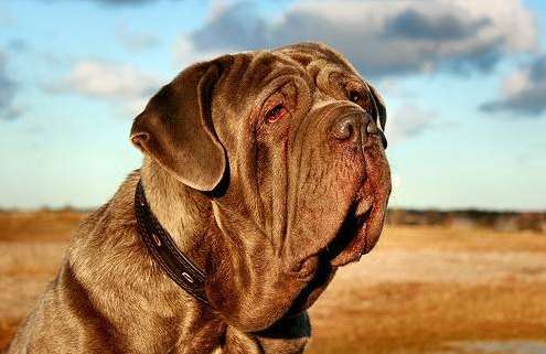 How to train Pitbull Mastiff? These four training subjects Find out more