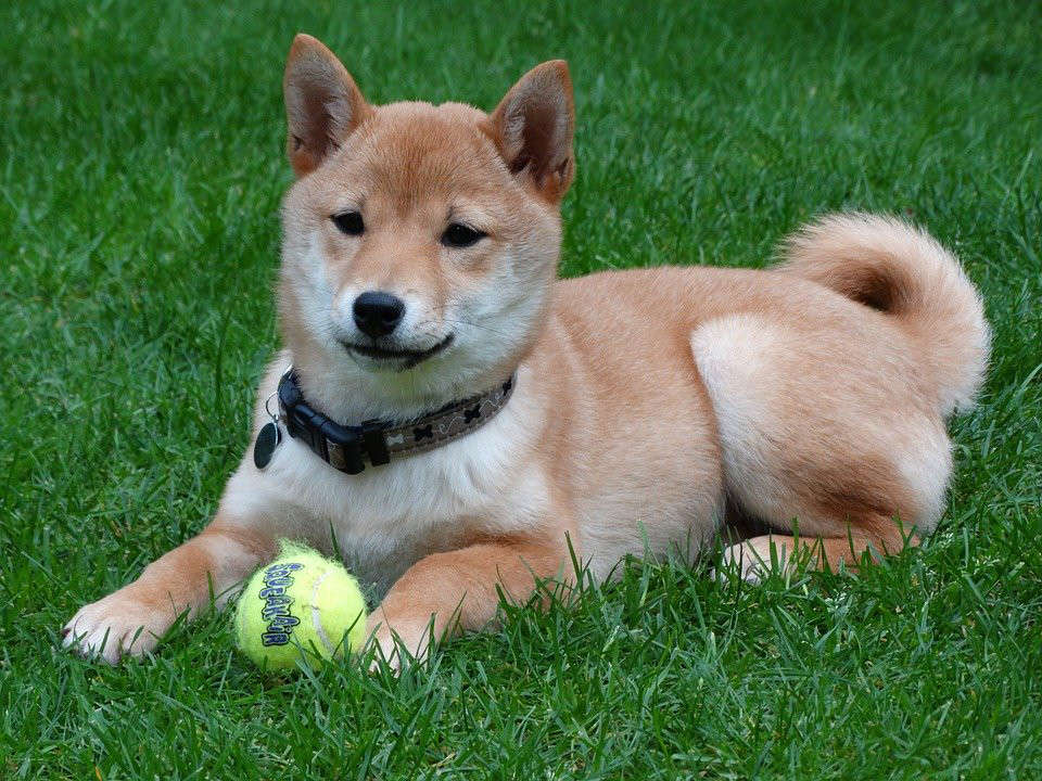 How much do you know about the skin diseases of Shiba Inu?