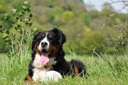 Shit shovelers who feed Bernese Mountain Dogs, keep these four points in mind