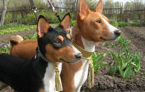 This is how other people's Basenji dogs are trained!